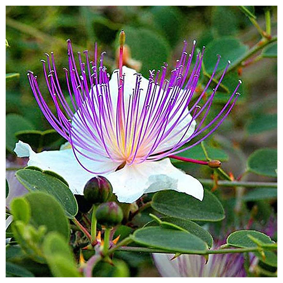White Caper Flower Seeds – Heirloom Non-GMO Seeds for Planting | High Germination Organic Garden Seeds | Neera Seeds product photo [neera-v4-6b36c1d90ecbc916d4a0]