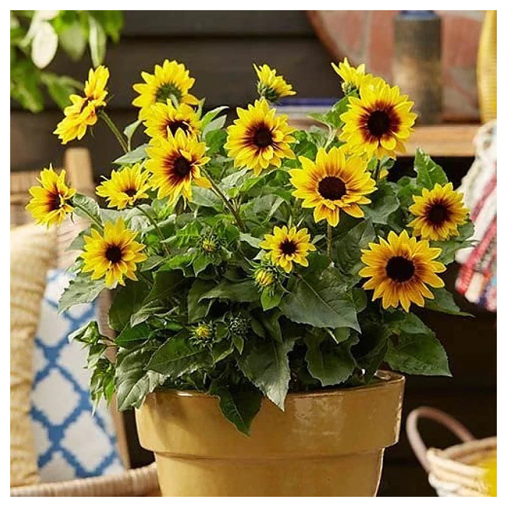 Heirloom Non-GMO Sunflower Bonsai Flower Seeds for Planting – Miniature Decorative Garden Blooms, High Germination | Neera Seeds product photo [neera-v4-6b40f9e2d0584137a071]