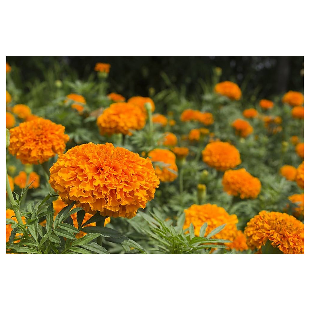 Orange Marigold Tagetes Erecta Flower For Planting In Flower Bed Flower Seeds for Home Garden | Neera Seeds product photo [neera-v4-6b465be03582bffddb4f]