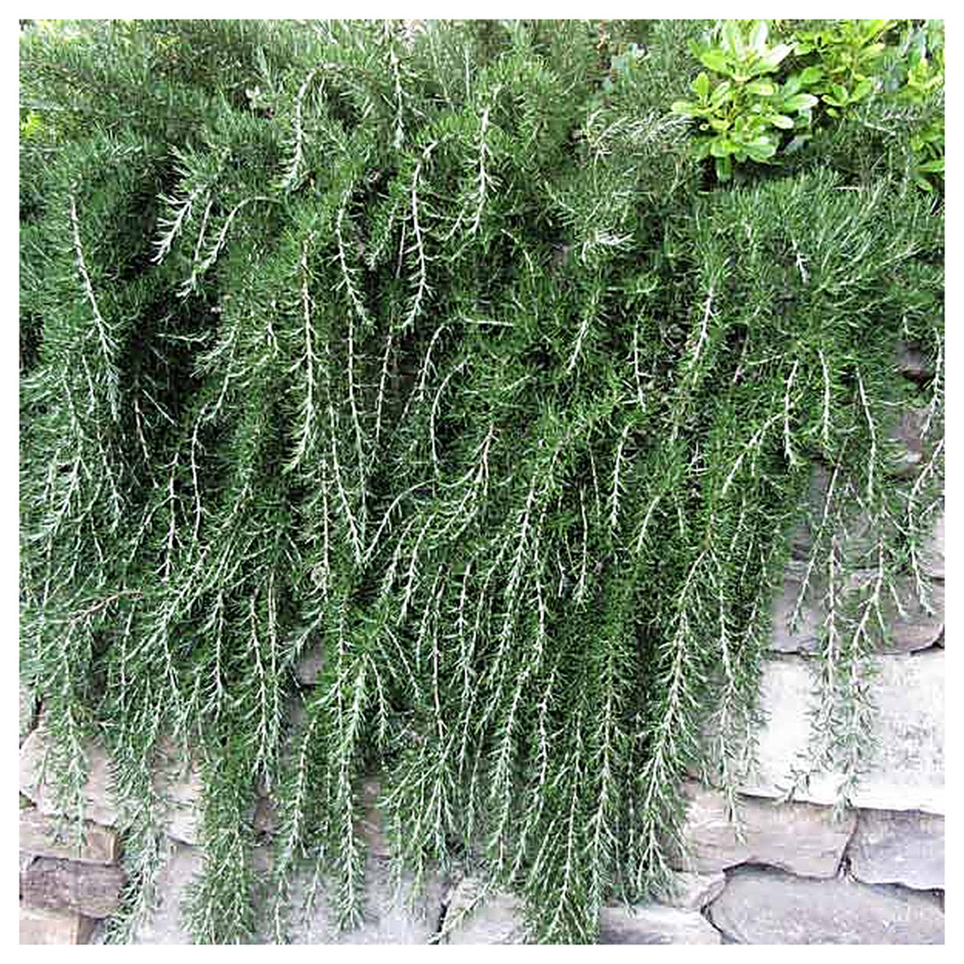 Trailing Irene Rosemary Herb Plant Seeds for Planting – Heirloom, Non-GMO, High Germination Organic Garden Seeds | Neera Seeds product photo [neera-v4-6b55f3647373606c1c2b]