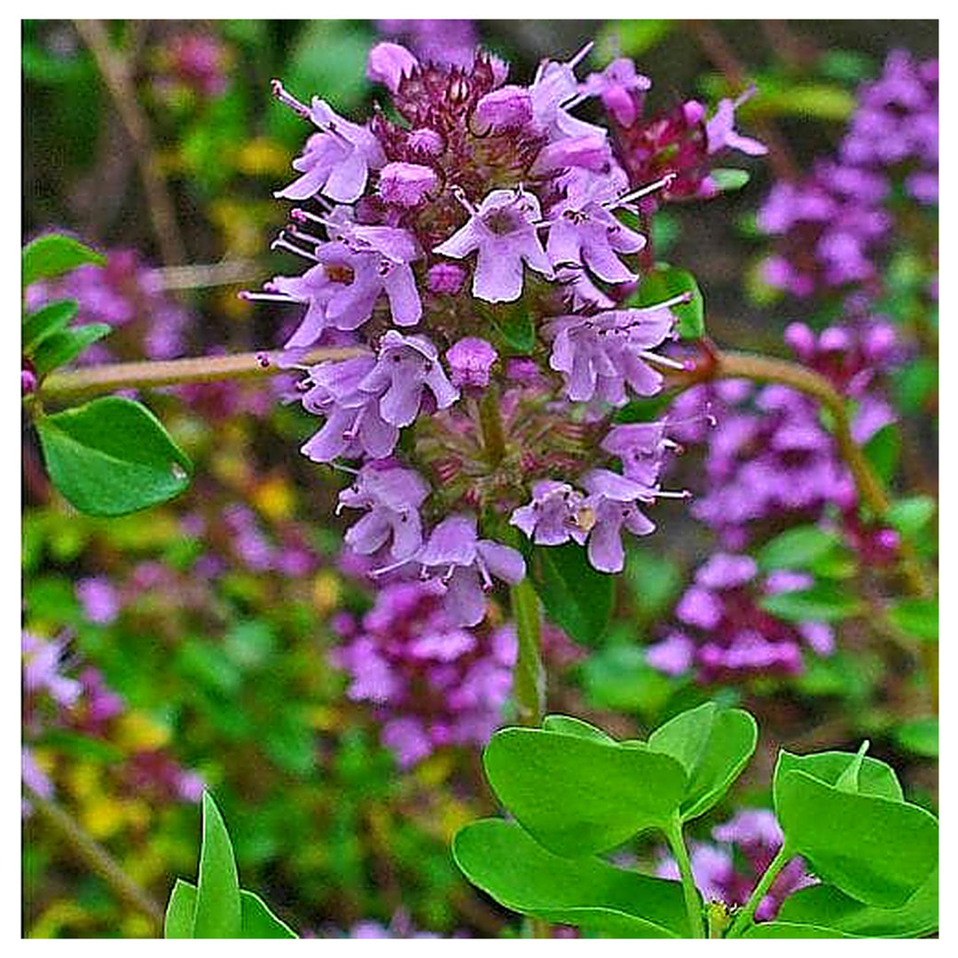 Purple Creeping Thyme Flower Seeds – Heirloom, Non-GMO, Fragrant Ground Cover for Garden Planting | Neera Seeds product photo [neera-v4-6b5bf2cc244e6278faf7]