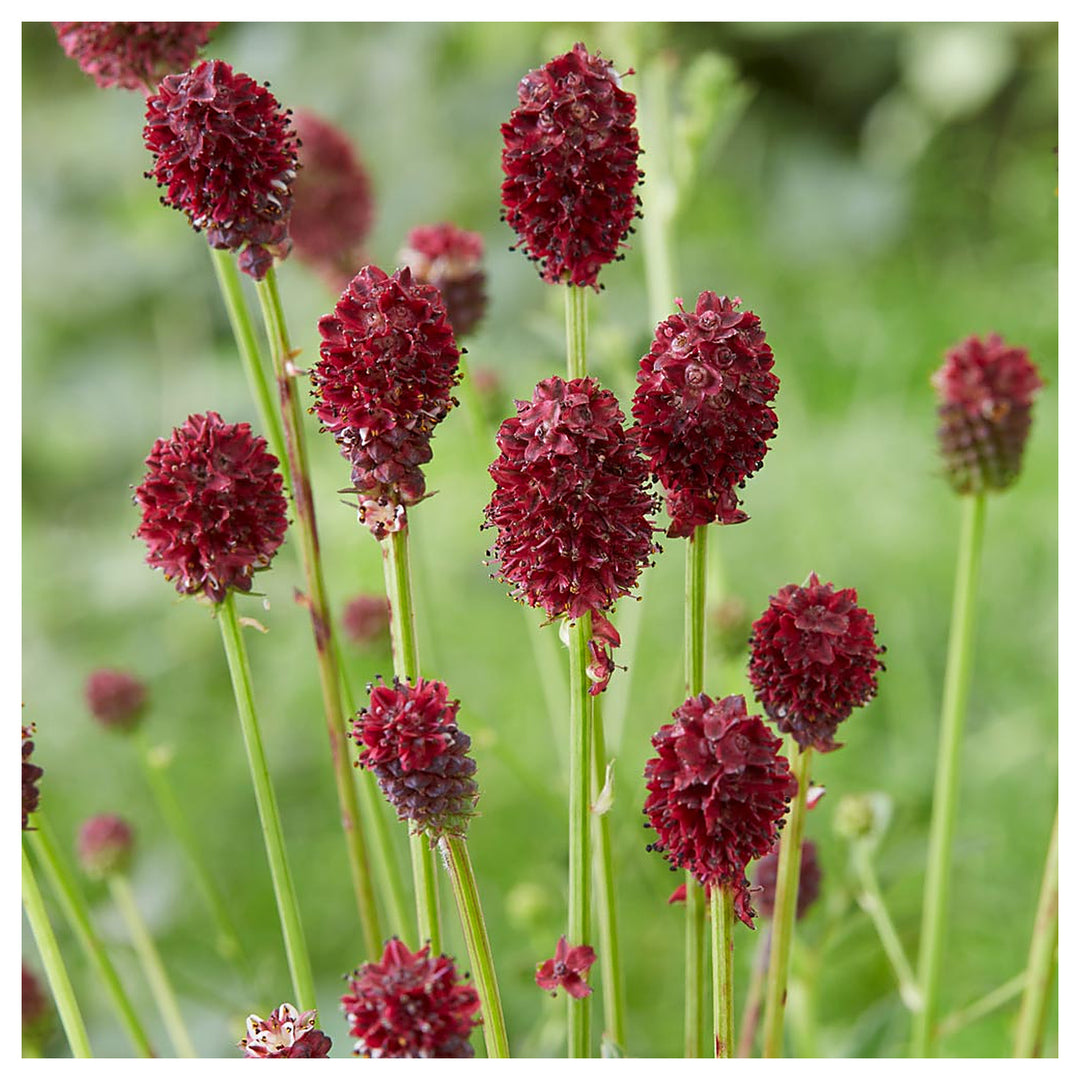 Sanguisorba Officinalis Flower Seeds – Heirloom, Non-GMO, High Germination Unique Organic Garden Seeds for Planting | Neera Seeds product photo [neera-v4-6b5c1ca1e2711680ce6d]