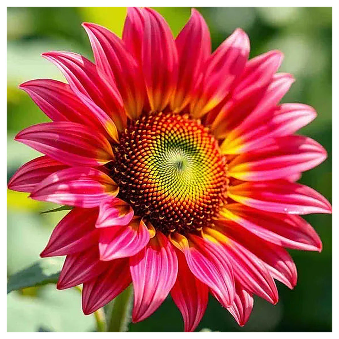 Pink Sunflower Seeds for Planting – Heirloom Non-GMO, High Germination Organic Garden Flower Seeds | Neera Seeds product photo [neera-v4-6b624f526ac8830734a3]