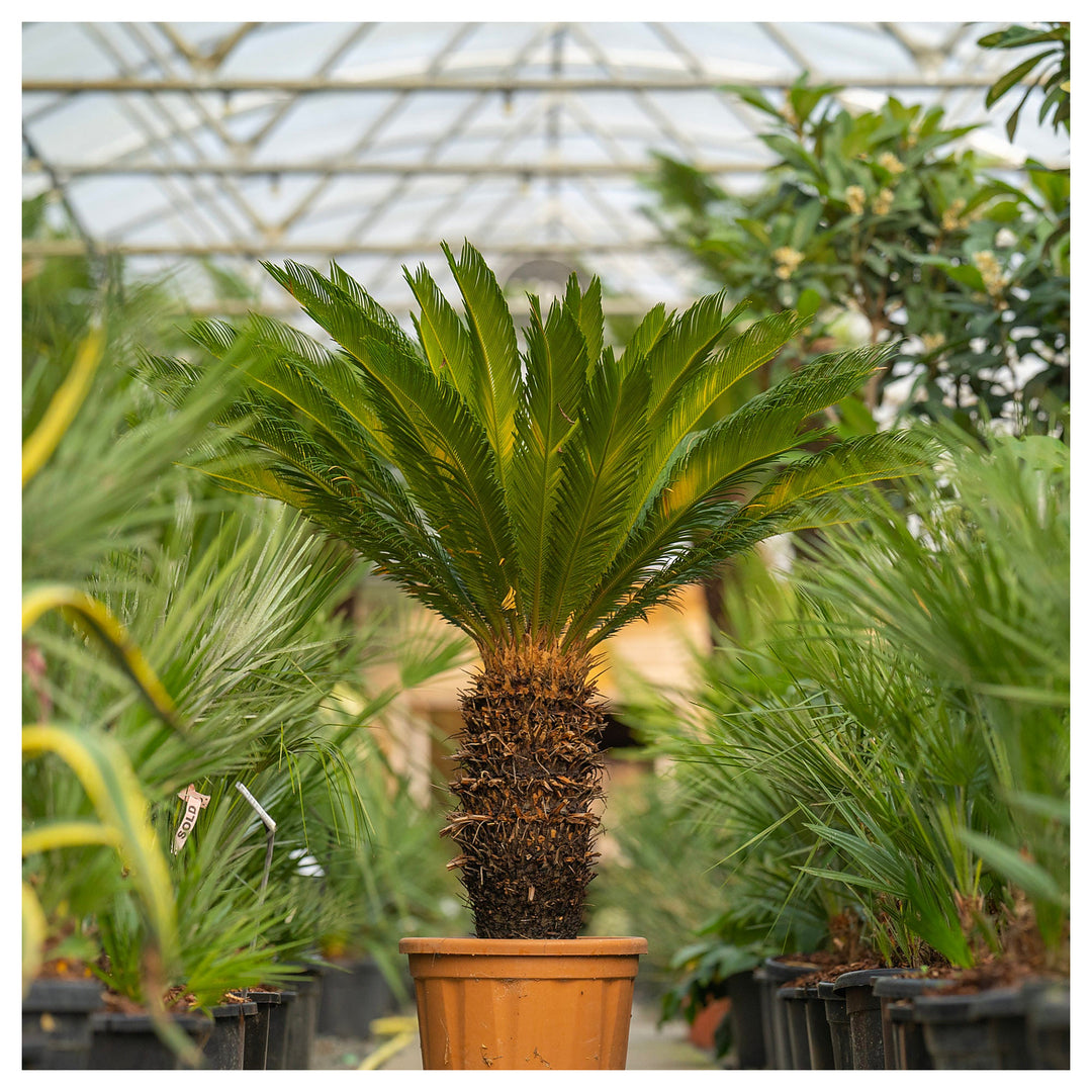 Heirloom Non-GMO Brown Cycas Plant Seeds for Planting – Tropical Foliage for Outdoor Landscapes | Neera Seeds product photo [neera-v4-6b7828e8bdf4f0593b16]