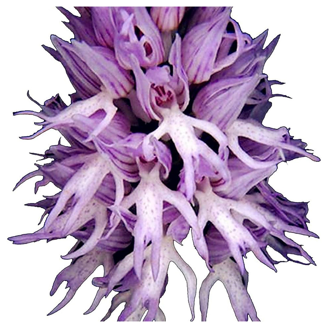 Heirloom Non-GMO Nema Italian Orchis Monkey Flower Seeds Lavender for Planting – High Germination Organic Garden Se | Neera Seeds product photo [neera-v4-6ba31b38c9a46269b4d2]