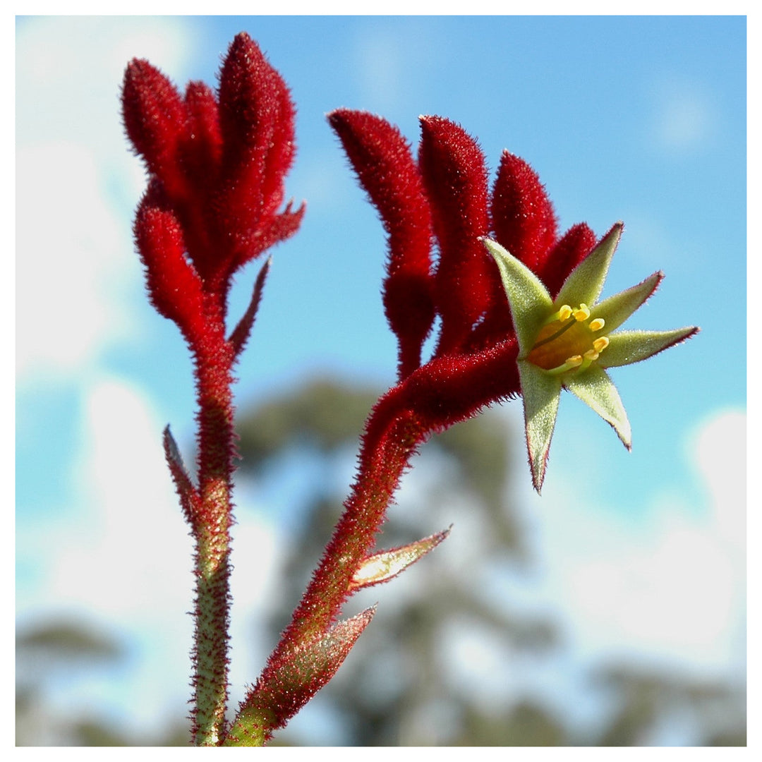 Heirloom Anigozanthos Flower Seeds, Non-GMO Kangaroo Paw Blooms for Exotic Garden Planting | Neera Seeds product photo [neera-v4-6bab3db81a4191e7a7cb]