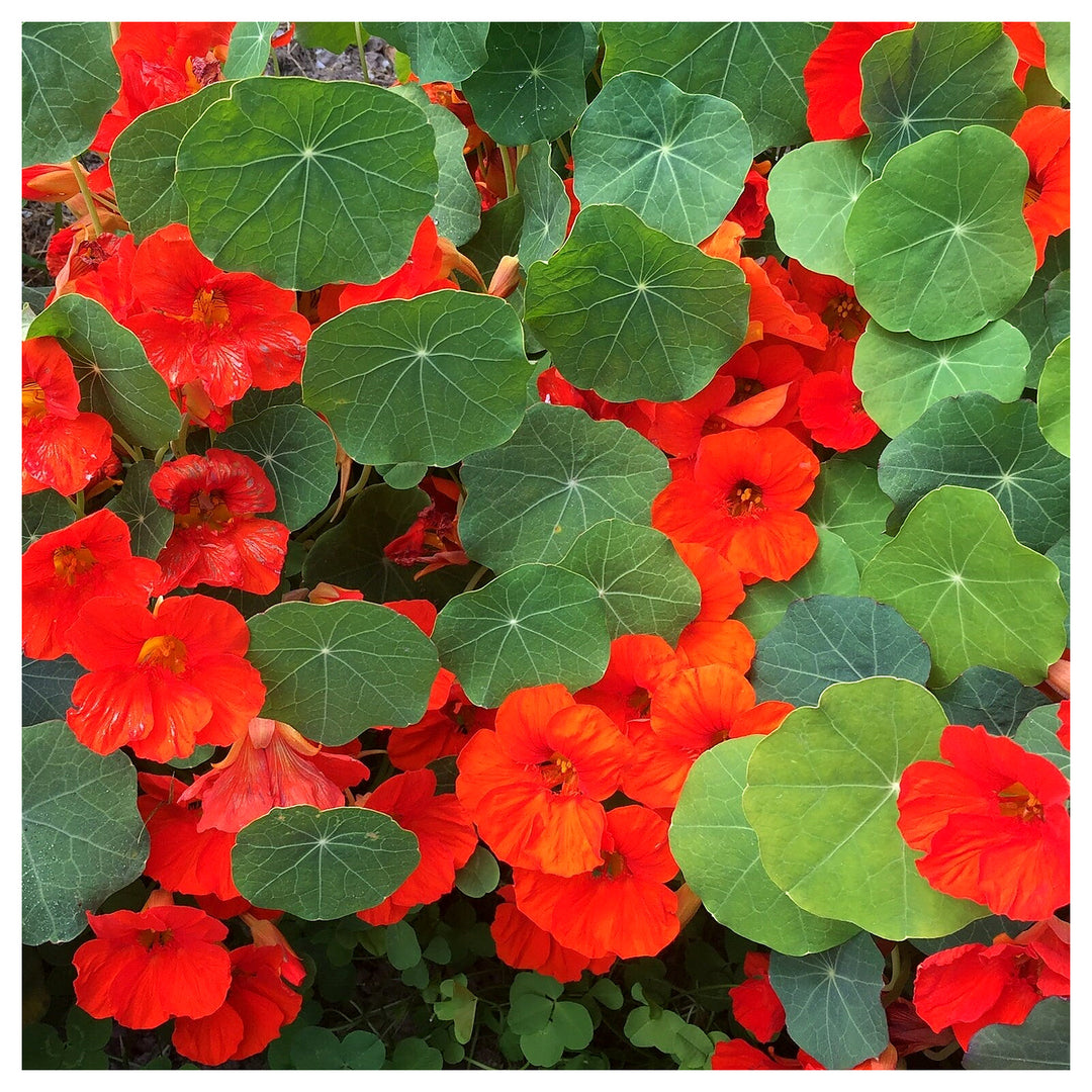 Orange Hanging Nasturtium Seeds for Planting – Heirloom, Non-GMO, High Germination Garden Seeds for Home Garden | Neera Seeds product photo [neera-v4-6bac43612c8d8170d644]
