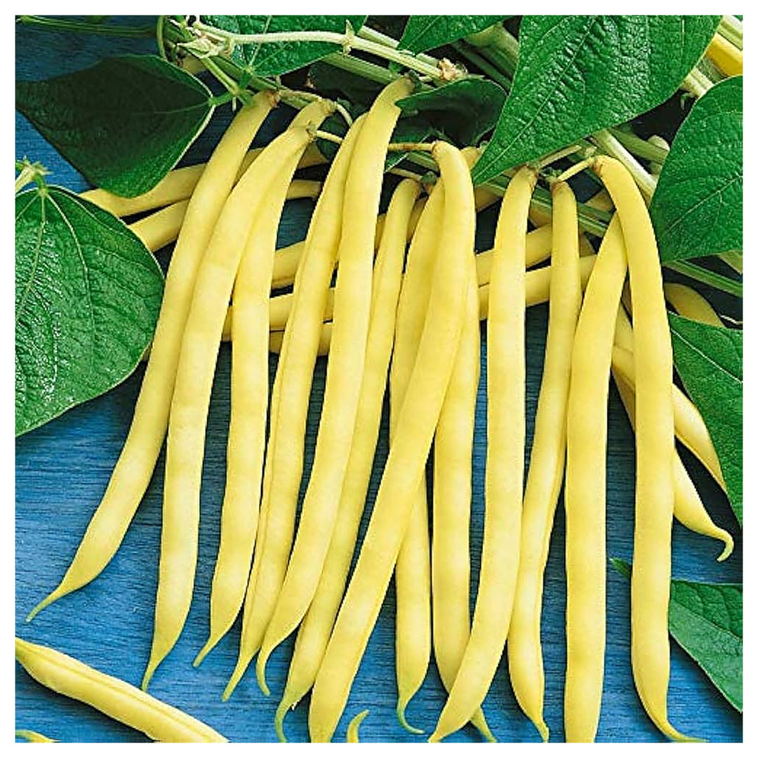 Yellow Bean Seeds for Planting – Heirloom, Non-GMO, High Germination Organic Garden Seeds for Crisp, Flavorful Harv | Neera Seeds product photo [neera-v4-6baca1acde9553e7df83]