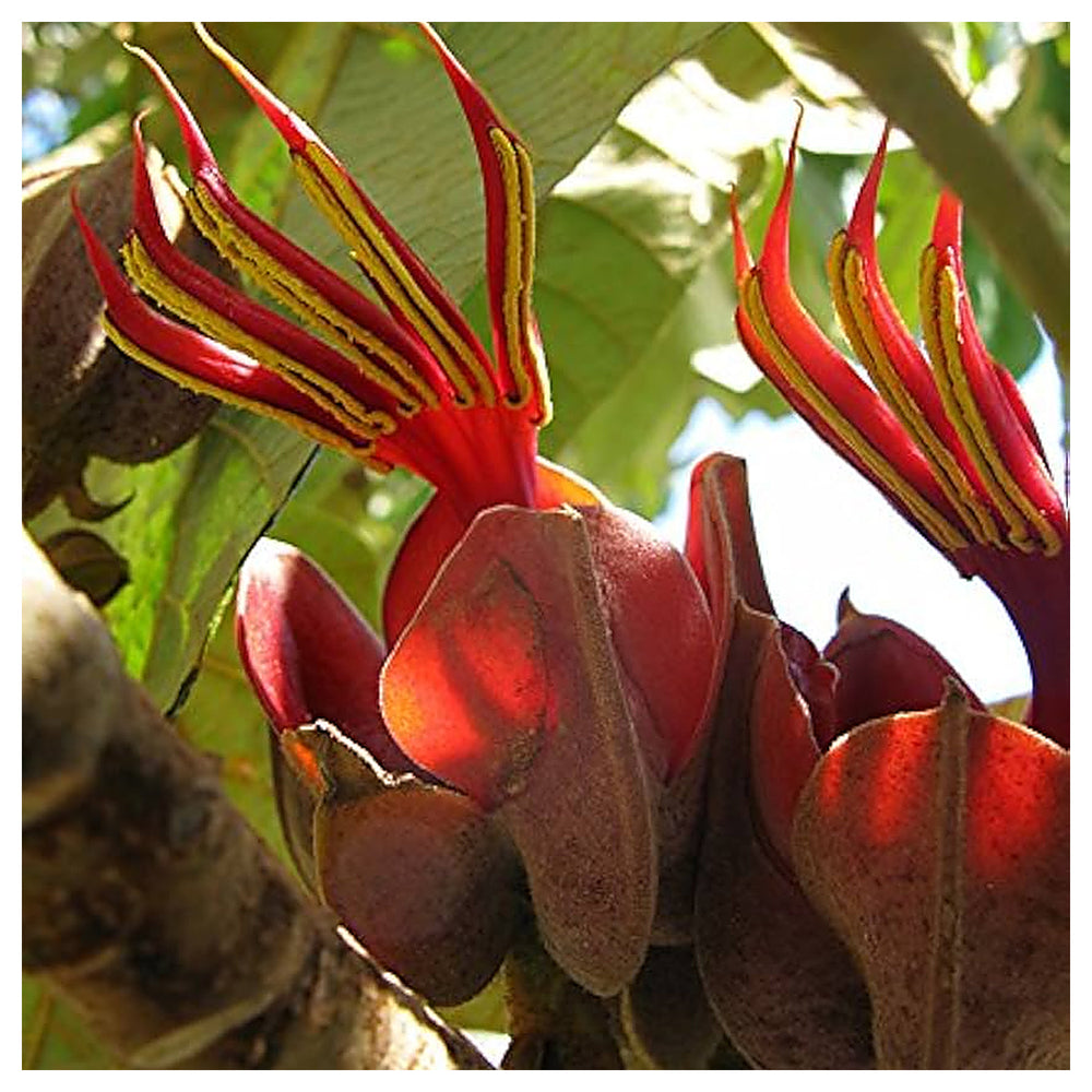 Orange Chiranthodendron Plant Seeds – Heirloom Non-GMO Hand Tree Seeds for Exotic Garden | Neera Seeds product photo [neera-v4-6bb6b25fc94bb43f97c2]