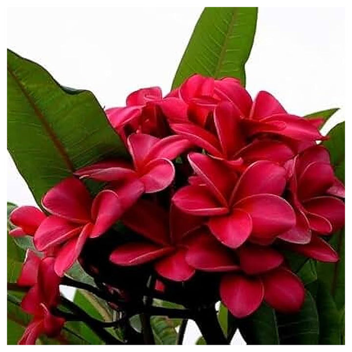 Heirloom Non-GMO Maroon Frangipani Flower Seeds for Planting – Exotic Fragrant Blooms Organic Garden Seeds | Neera Seeds product photo [neera-v4-6bc147346f258d6b109e]