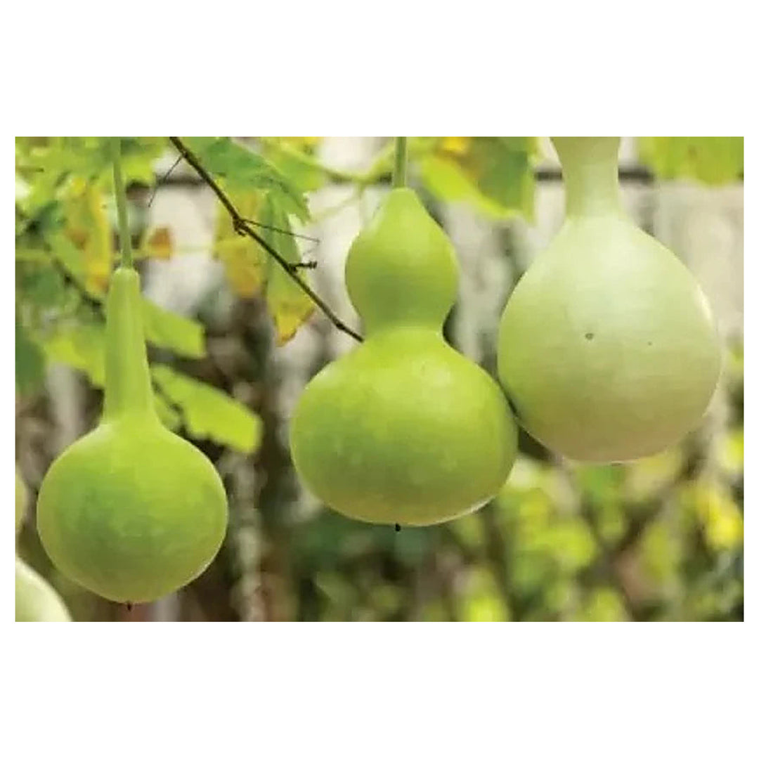 White Bottle Gourd Seeds for Planting – Heirloom Non-GMO Organic Garden Seeds with High Germination | Neera Seeds product photo [neera-v4-6bca28e007daaddc0979]