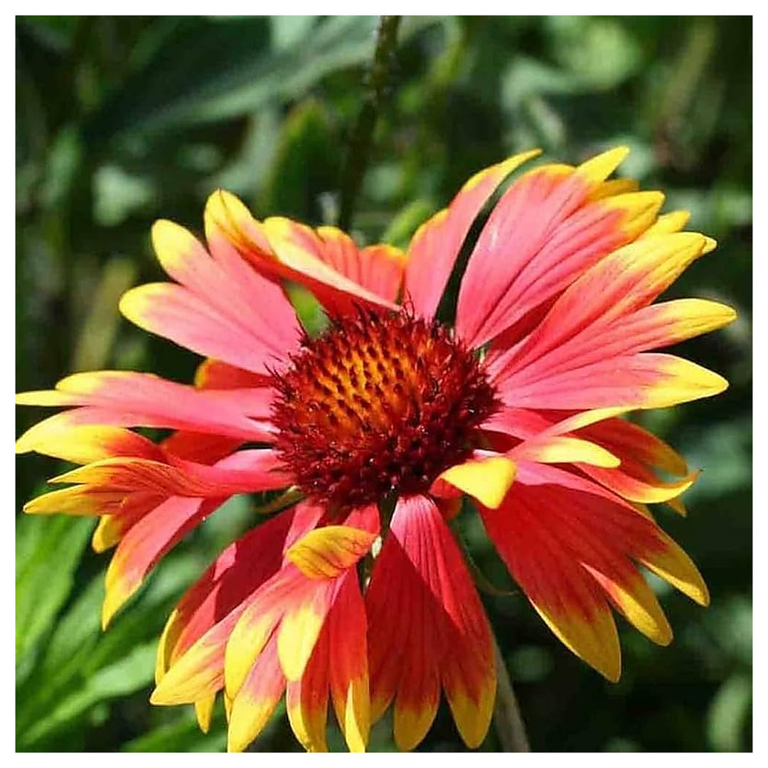 Heirloom Non-GMO Gaillardia Flower Seeds for Planting – Bright Drought-Tolerant Blooms | High Germination | Neera Seeds product photo [neera-v4-6bd2fcc2508efb7851f3]