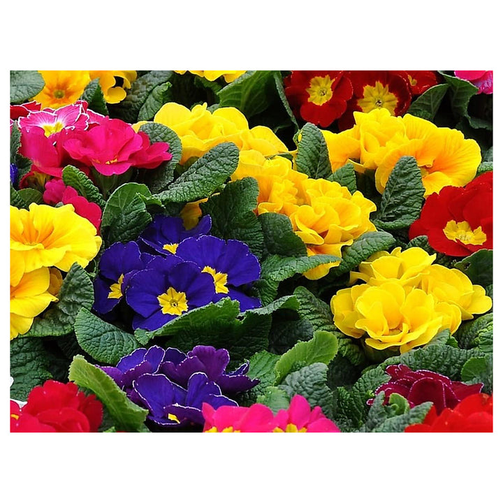 Non-GMO Mixed Primula Malacoides Flower Seeds – Heirloom Organic Garden Seeds for Planting Colorful Primrose Blooms | Neera Seeds product photo [neera-v4-6bdab2fd1b5bdd2b6045]