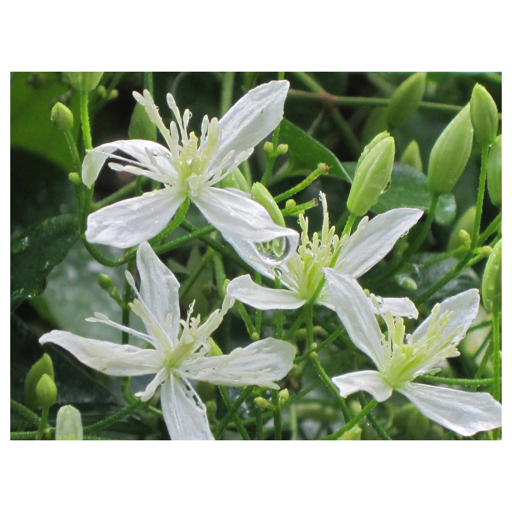 Autumn Clematis Flower Seeds for Planting – Heirloom Non-GMO Seeds, High Germination Organic Garden Blooms | Neera Seeds product photo [neera-v4-6bdd509e9b9cb53aa72f]