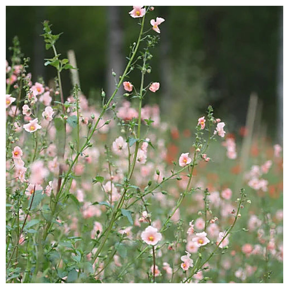 Heirloom Non-GMO Pink Alonsoa Flower Seeds – Delicate Garden Borders & Seasonal Planting | Neera Seeds product photo [neera-v4-6be7a157be3cb6a8448a]