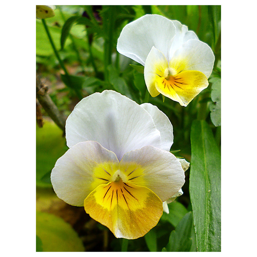 Yellow White Pansy Flower Seeds for Garden Planting – Non-GMO High Germination Organic Garden Seeds | Neera Seeds product photo [neera-v4-6be93ed806381c8d3573]