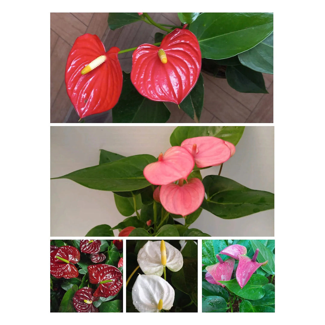 Anthurium Mixed Color Flower Seeds for Planting | Heirloom Non-GMO High Germination Organic Garden Seeds | Neera Seeds product photo [neera-v4-6befc8d271a61f994179]