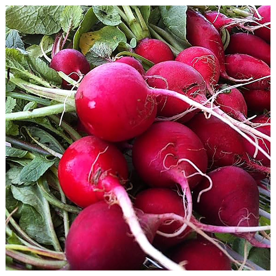 Radish Cherry Belle Seeds – Fast-Growing Heirloom Vegetable for Home Gardens | Neera Seeds product photo [neera-v4-6bf538b9dc5e93834b9f]