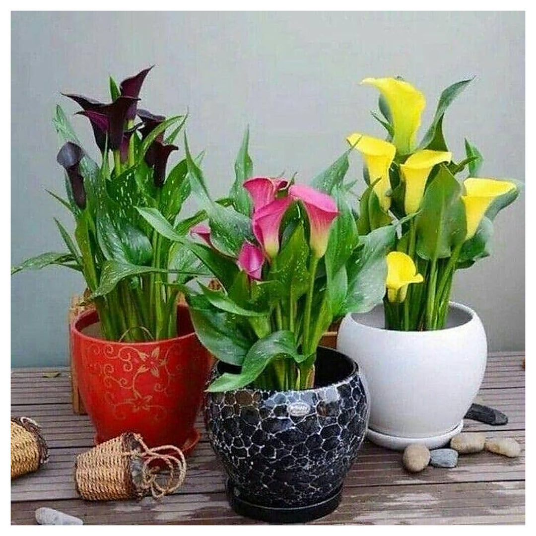 Blue Royal Calla Lily Bulbs Zantedeschia Rare Exotic Flowers Flower Seeds Home Garden Planting, | Neera Seeds product photo [neera-v4-6bf6a4bd10149d9ca6ad]