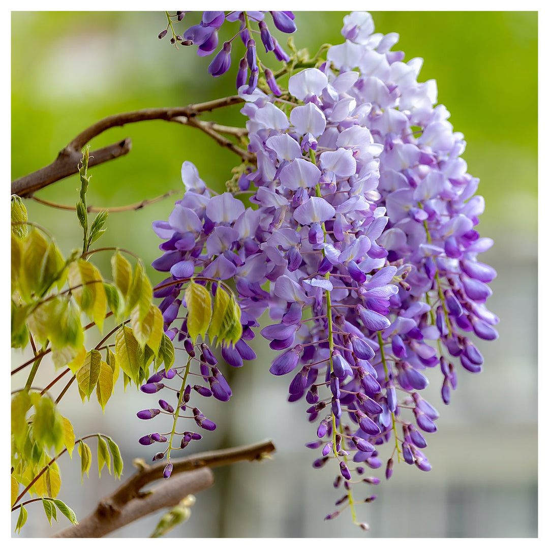 Heirloom Non-GMO Wisteria Flower Seeds for Planting – Fragrant Cascading Garden Vines, High Germination | Neera Seeds product photo [neera-v4-6bf6e805d33b7ac55799]