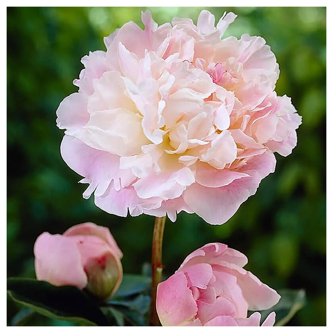 Double Pink Peony Heirloom Non-GMO Seeds for Planting – High Germination Organic Garden Seeds | Neera Seeds product photo [neera-v4-6bf8edebe3d29ea1d13e]
