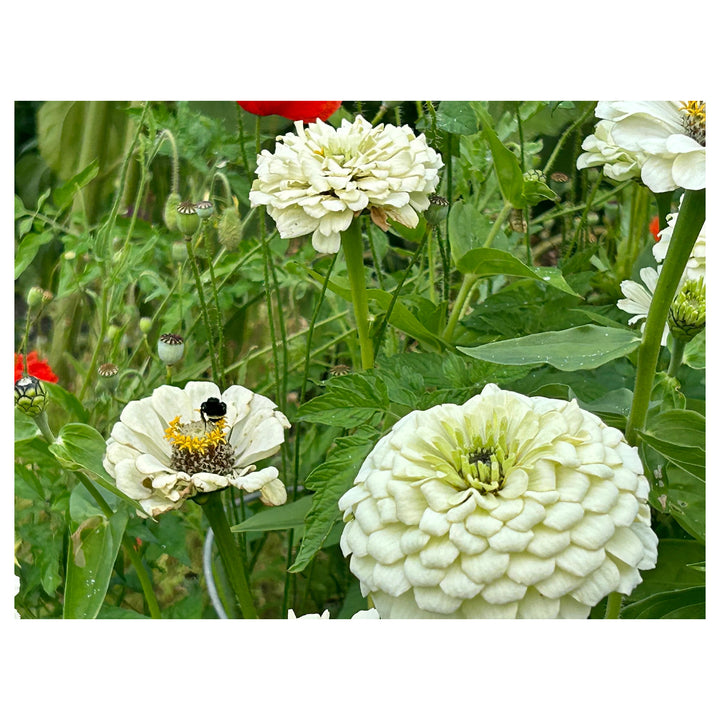 White Zinnia Flower Seeds for Planting – Non-GMO, Heirloom Garden Flower Seeds | Neera Seeds product photo [neera-v4-6c05ba7d28a450e851d9]
