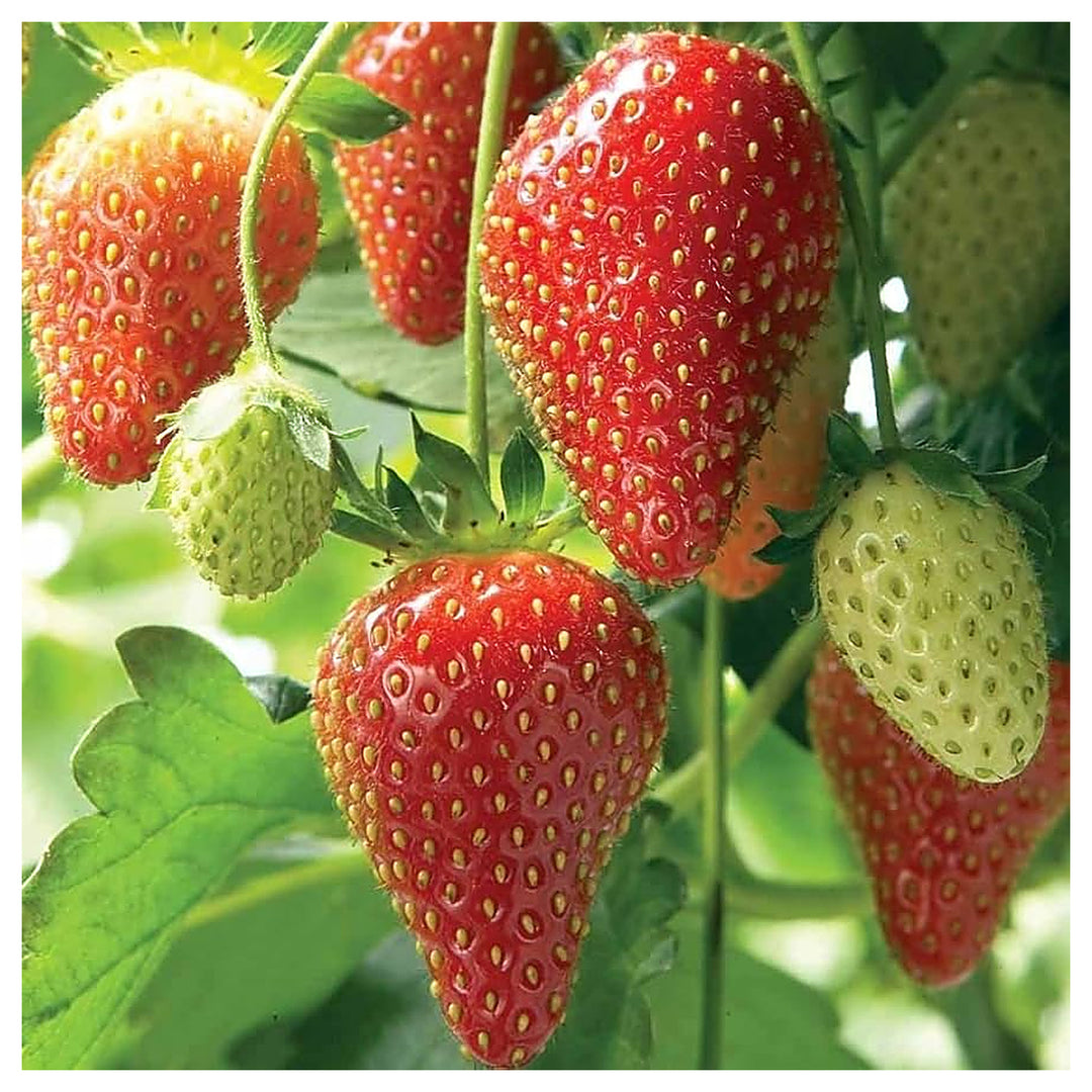 Strawberry Garden Of Fragaria Ananassa Easy Hardy Growth Flower Seeds Home Garden Planting, | Neera Seeds product photo [neera-v4-6c091c35e4ca0d87c086]