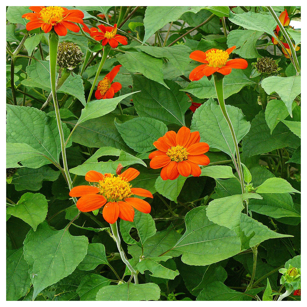 Heirloom Non-GMO Mexican Sunflower Seeds – Orange Blooms for Planting | Neera Seeds product photo [neera-v4-6c0f21672a9badec826a]