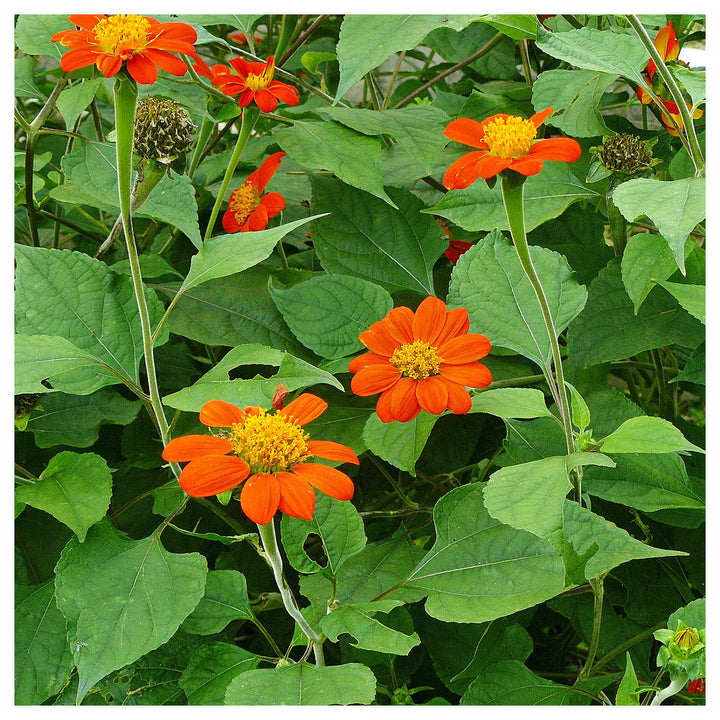 Heirloom Non-GMO Mexican Sunflower Seeds – Orange Blooms for Planting | Neera Seeds product photo [neera-v4-6c0f21672a9badec826a]
