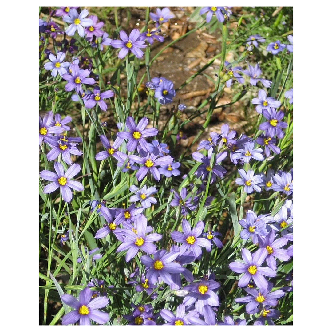 Heirloom Non-GMO Sisyrinchium Montanum Flower Seeds for Planting – Delicate Blue Perennial Blooms | Neera Seeds product photo [neera-v4-6c1cb4515043994d0b76]