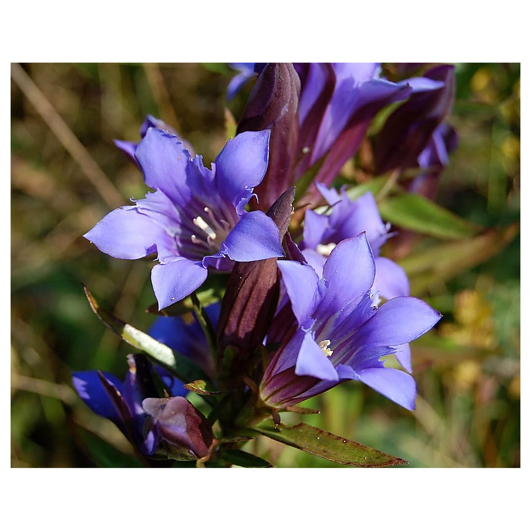 Gentiana Puberulenta Flower Seeds for Planting – Heirloom, Non-GMO Organic Garden Seeds with High Germination | Neera Seeds product photo [neera-v4-6c284ac7af2f31776f3c]