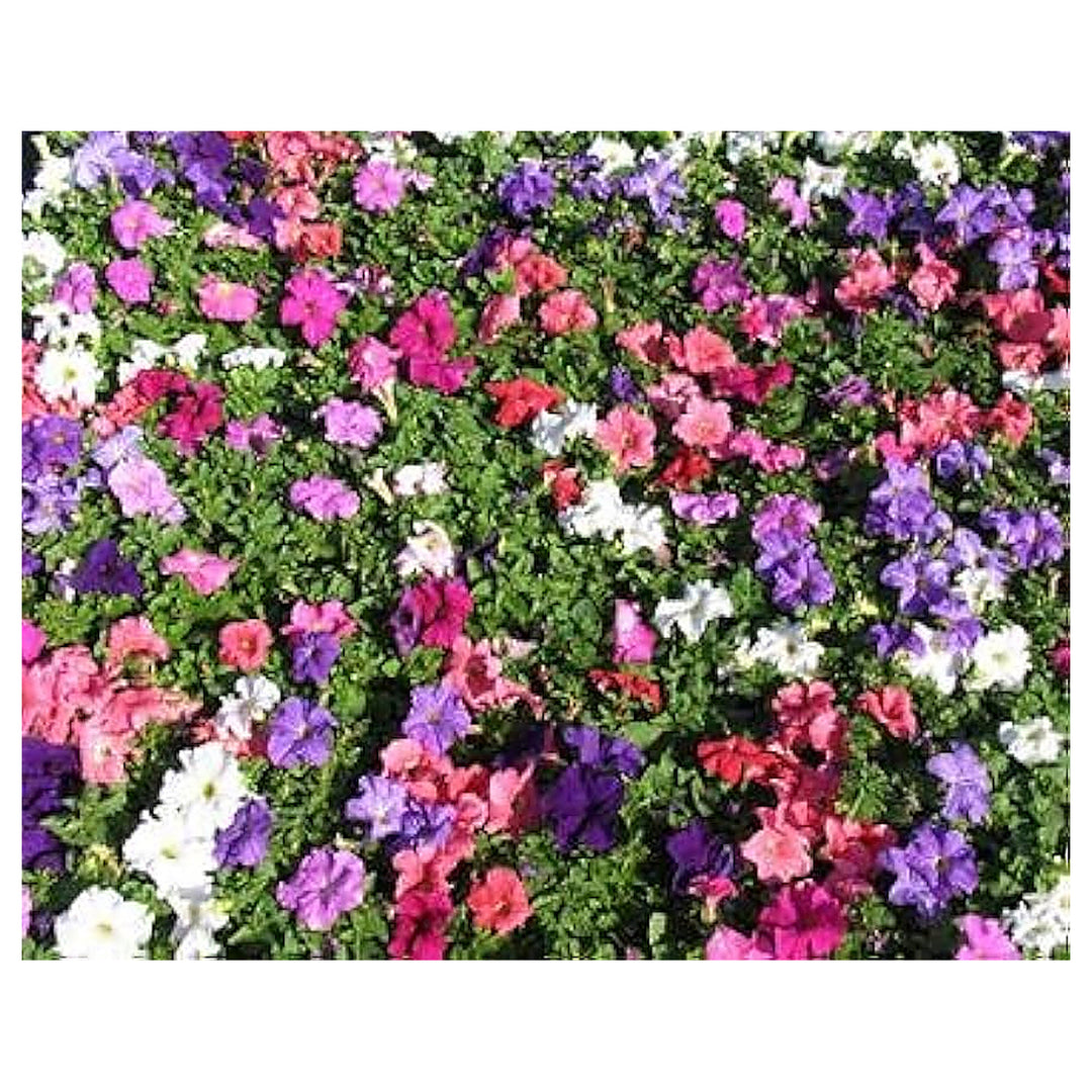 Mixed Petunia Petunia Spp Flower For Planting In Flower Bed Flower Seeds for Home Garden Planting, | Neera Seeds product photo [neera-v4-6c3e29c439196c848bec]