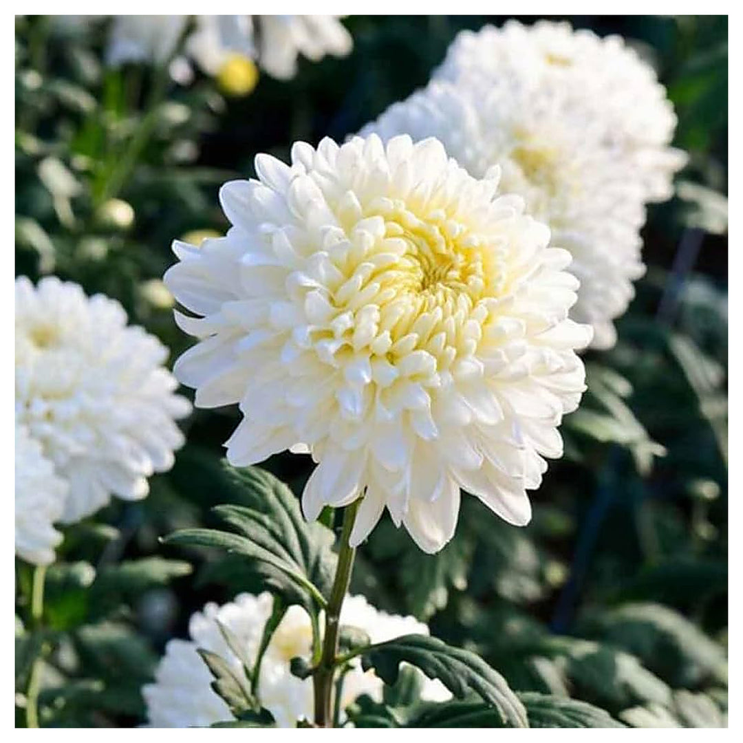 Organic Heirloom Non-GMO White Chrysanthemum Seeds for Planting – Garden Blooms | Neera Seeds product photo [neera-v4-6c42b28b5cfc3aae305a]