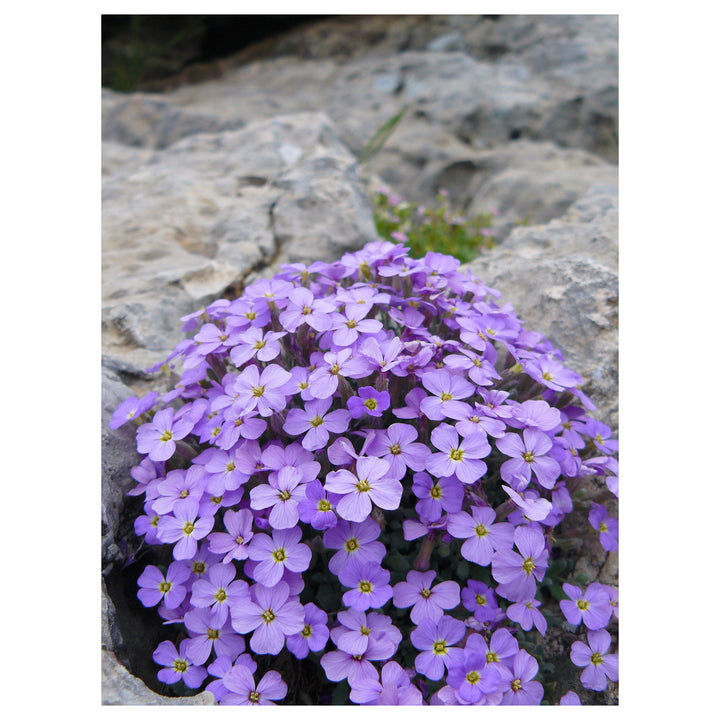 Aubrieta Flower Seeds for Planting – 100 pcs, Heirloom, Non-GMO, High Germination Garden Blooms | Neera Seeds product photo [neera-v4-6c48c2f93ed709a6cc83]