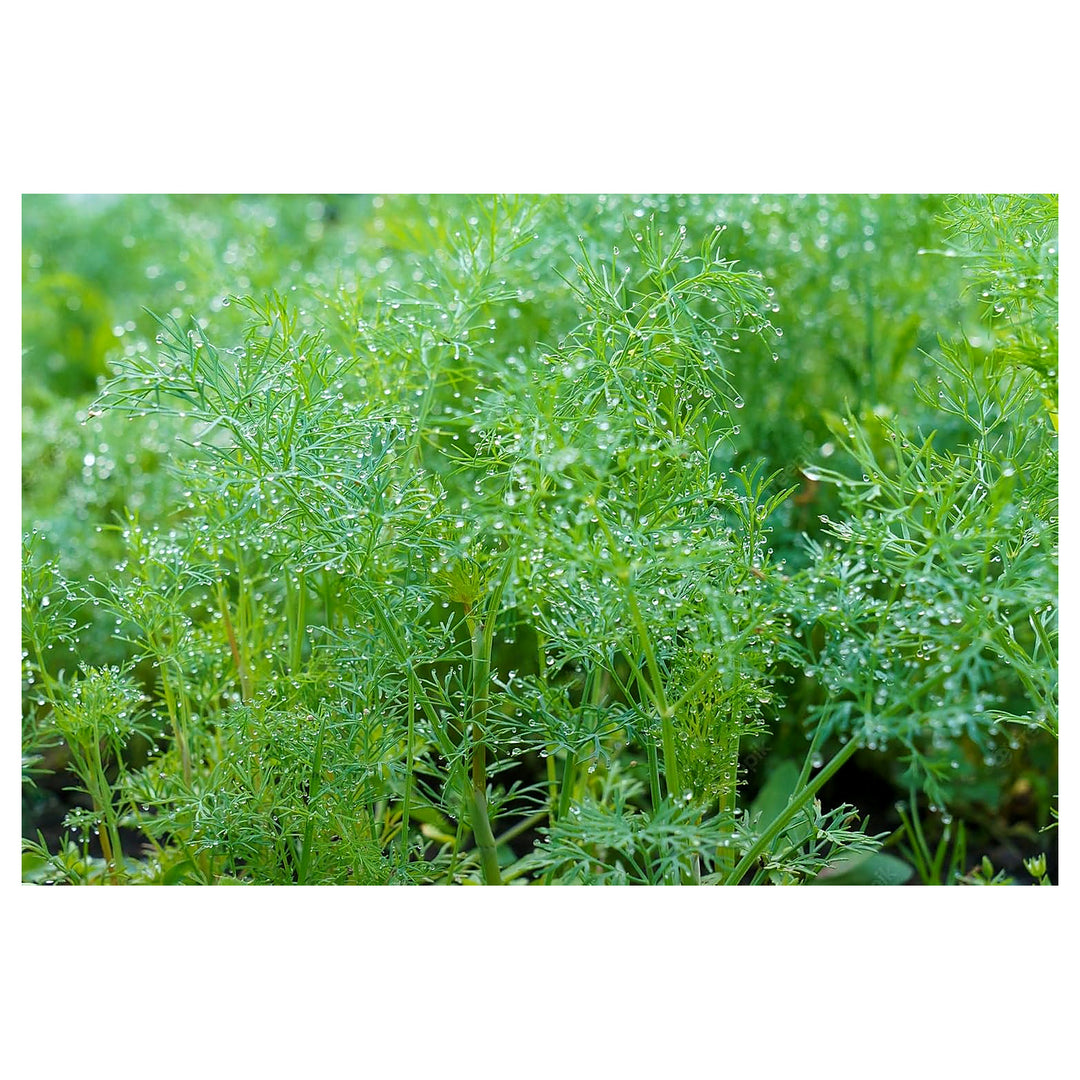 Heirloom Non-GMO Anethum Graveolens Seeds – Aromatic Green Dill for Planting | High Germination Organic Seeds | Neera Seeds product photo [neera-v4-6c5761a565e6eccf0de2]