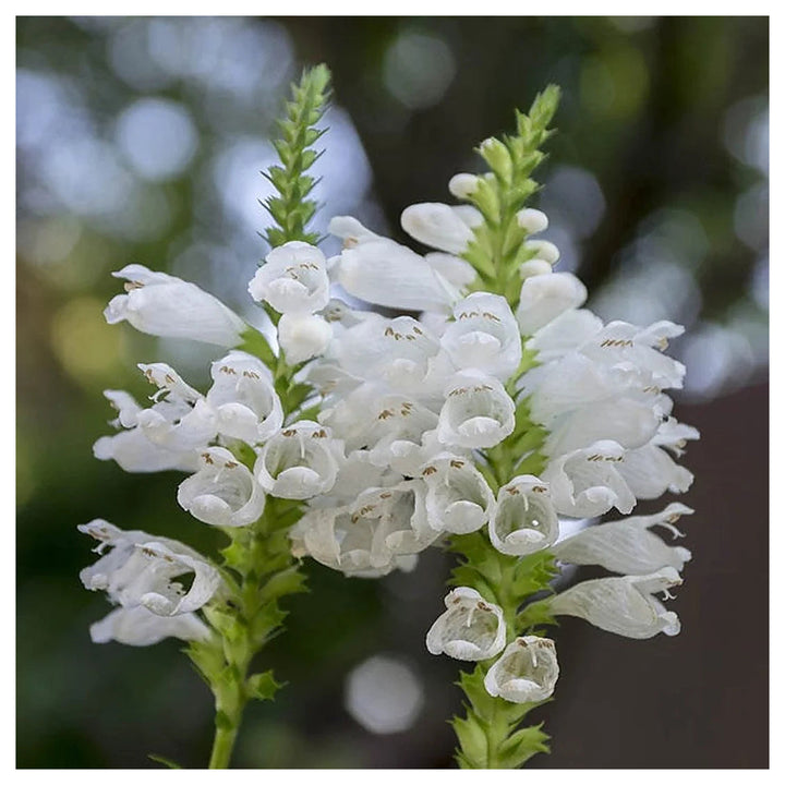 Heirloom Non-GMO White Physostegia Flower Seeds for Elegant Garden Borders and Seasonal Planting | Neera Seeds product photo [neera-v4-6c654691fbe192bdd703]