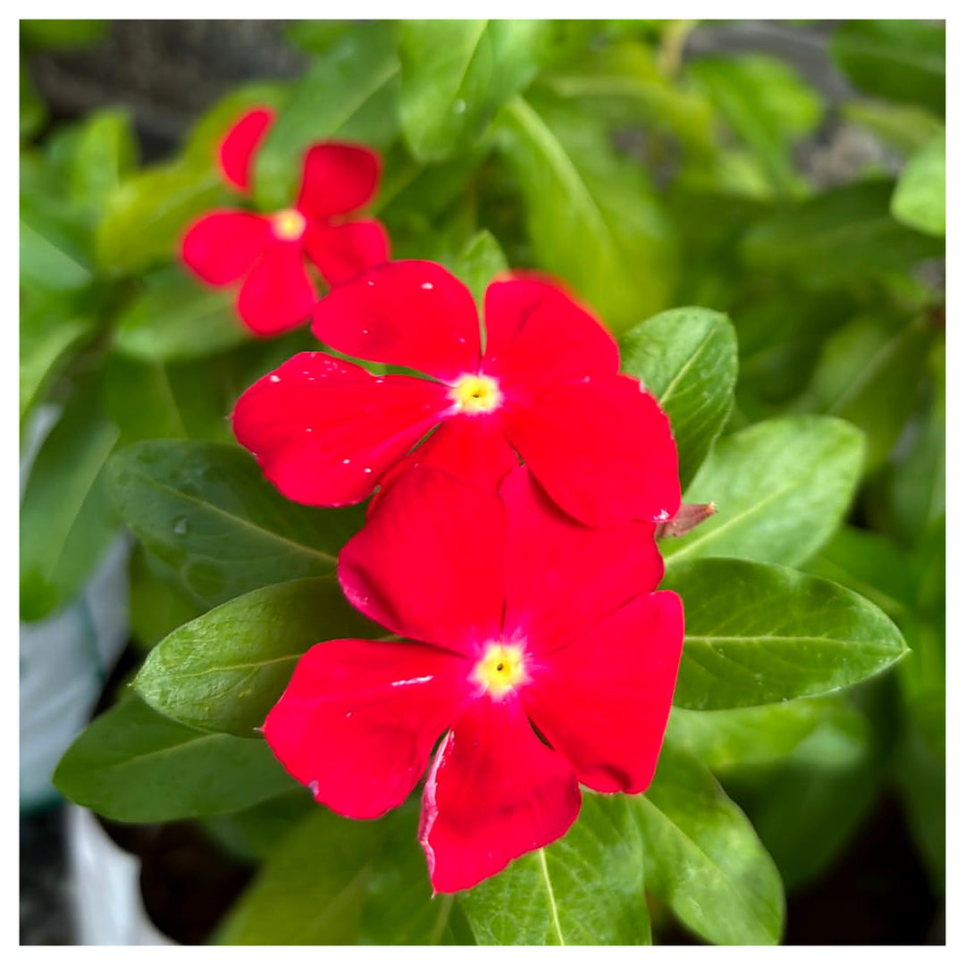 Vinca Red Flower Seeds for Planting – Organic, Heirloom, Non-GMO Blooming Seeds | Neera Seeds product photo [neera-v4-6c6f942646a2be91acd3]
