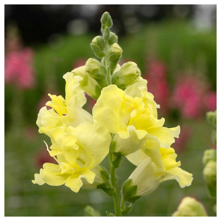 Lemon Sherbet Snapdragon Seeds for Planting – Heirloom, Non-GMO, High Germination Garden Flowers | Neera Seeds product photo [neera-v4-6c6ff131e009e9dc34d7]