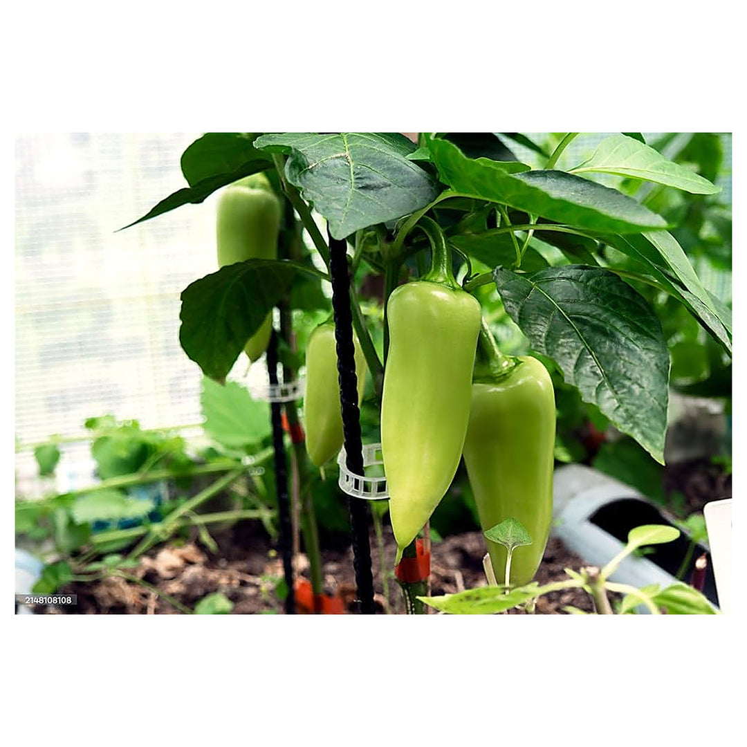 Maslin Sweet Pepper For Planting Flower Seeds for Home Garden Planting, Blooming Organic Blooming | Neera Seeds product photo [neera-v4-6c7b335f4d8f6b0eab97]