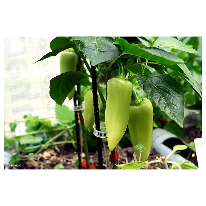 Maslin Sweet Pepper For Planting Flower Seeds for Home Garden Planting, Blooming Organic Blooming | Neera Seeds product photo [neera-v4-6c7b335f4d8f6b0eab97]