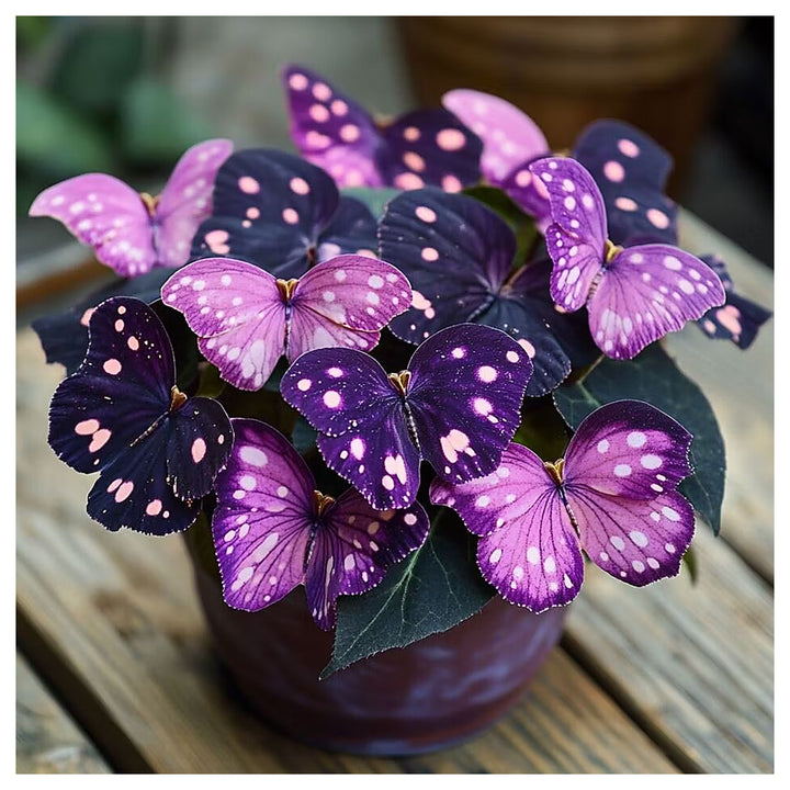 Moonlight Butterfly Begonia Flower Seeds - Purple Delight | Heirloom Non-GMO Seeds for Planting | Neera Seeds product photo [neera-v4-6c7f1581c29eb04e6a9c]