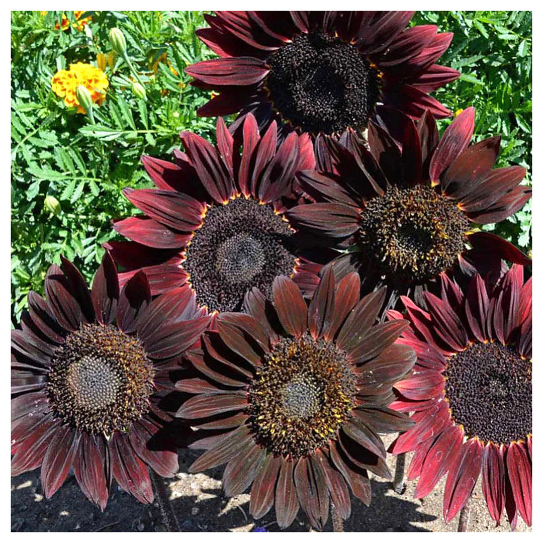 Heirloom Non-GMO Cherry Sunflower Seeds for Planting – Bold Red Garden Blooms | High Germination | Neera Seeds product photo [neera-v4-6c8c0b16fbf2dda797a4]