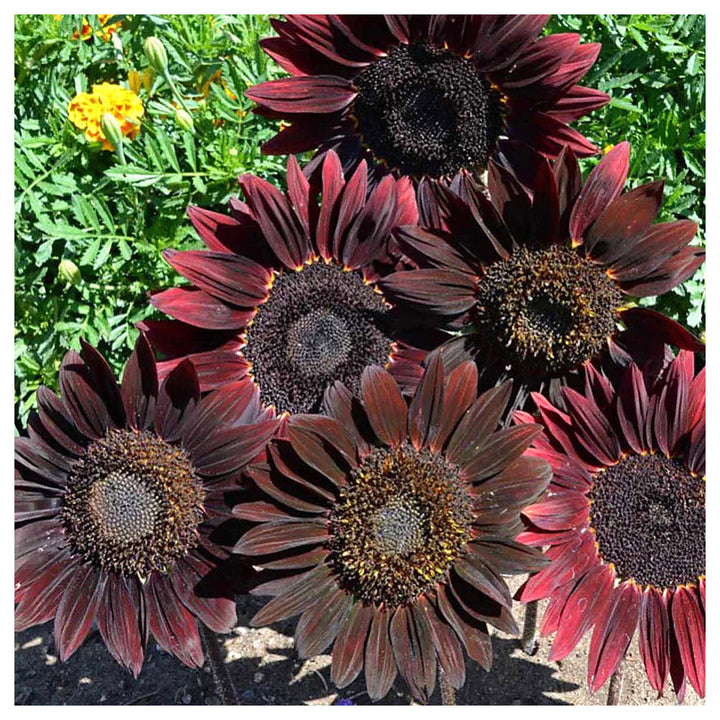 Heirloom Non-GMO Cherry Sunflower Seeds for Planting – Bold Red Garden Blooms | High Germination | Neera Seeds product photo [neera-v4-6c8c0b16fbf2dda797a4]