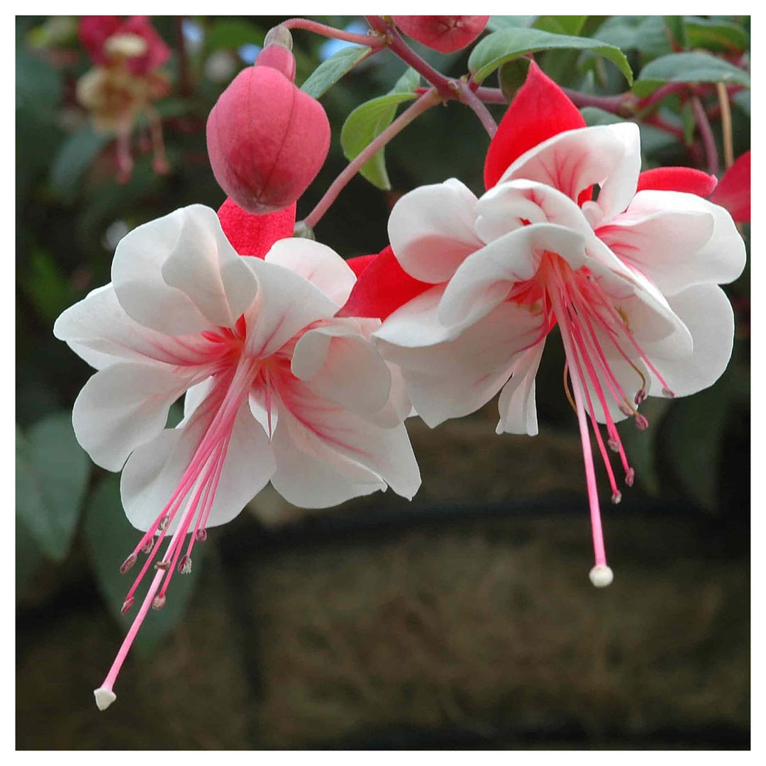 Heirloom Non-GMO Fuchsia Flower Seeds for Planting – Vibrant Hanging Blooms for Shade Gardens | Neera Seeds product photo [neera-v4-6c9056126cb3933b3852]