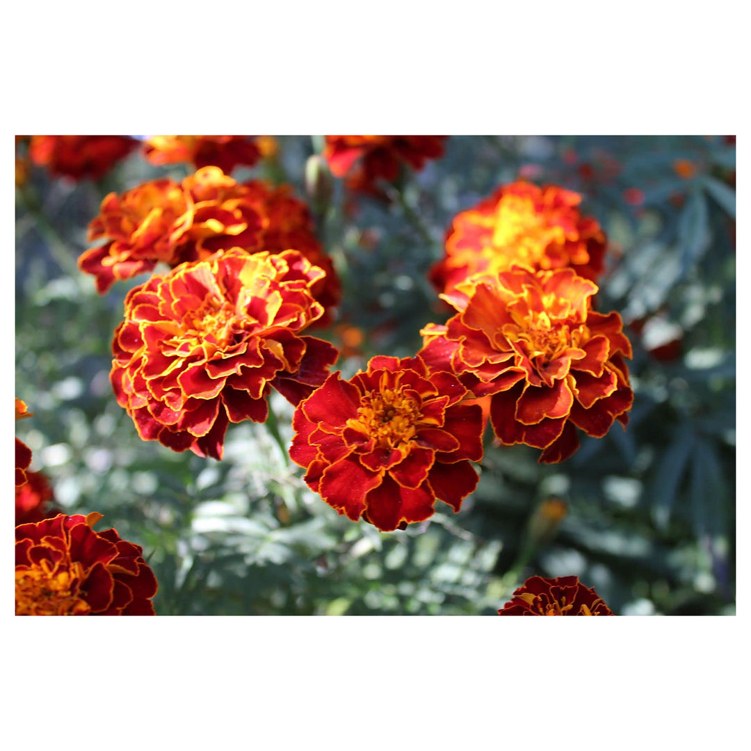 Harlequin Marigold Vibrant Flower Gardens And Landscaping Flower Seeds Home Garden | Neera Seeds product photo [neera-v4-6c95d7802a036a142e81]