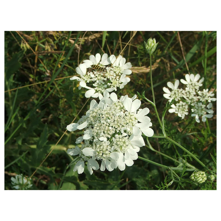 Organic White Orlaya Flower Seeds for Planting – Heirloom, Non-GMO | Neera Seeds product photo [neera-v4-6c974654b112dbdd4017]