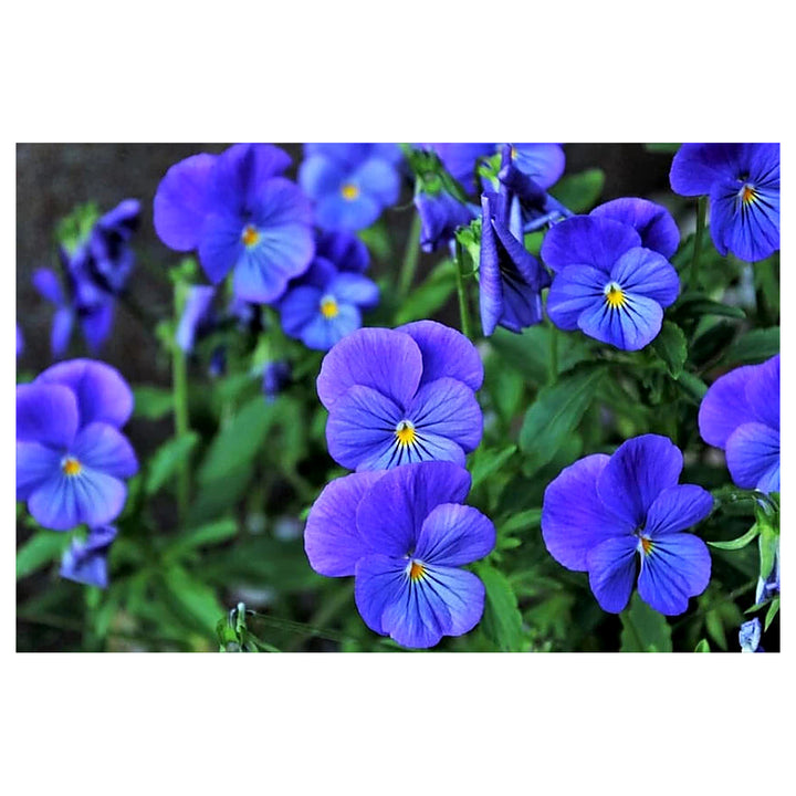 Fresh Blue Pansy Flower Seeds for Planting – Organic, Heirloom, Non-GMO, High Germination Garden Seeds for Vibrant  | Neera Seeds product photo [neera-v4-6ca53bf45229db333eaa]