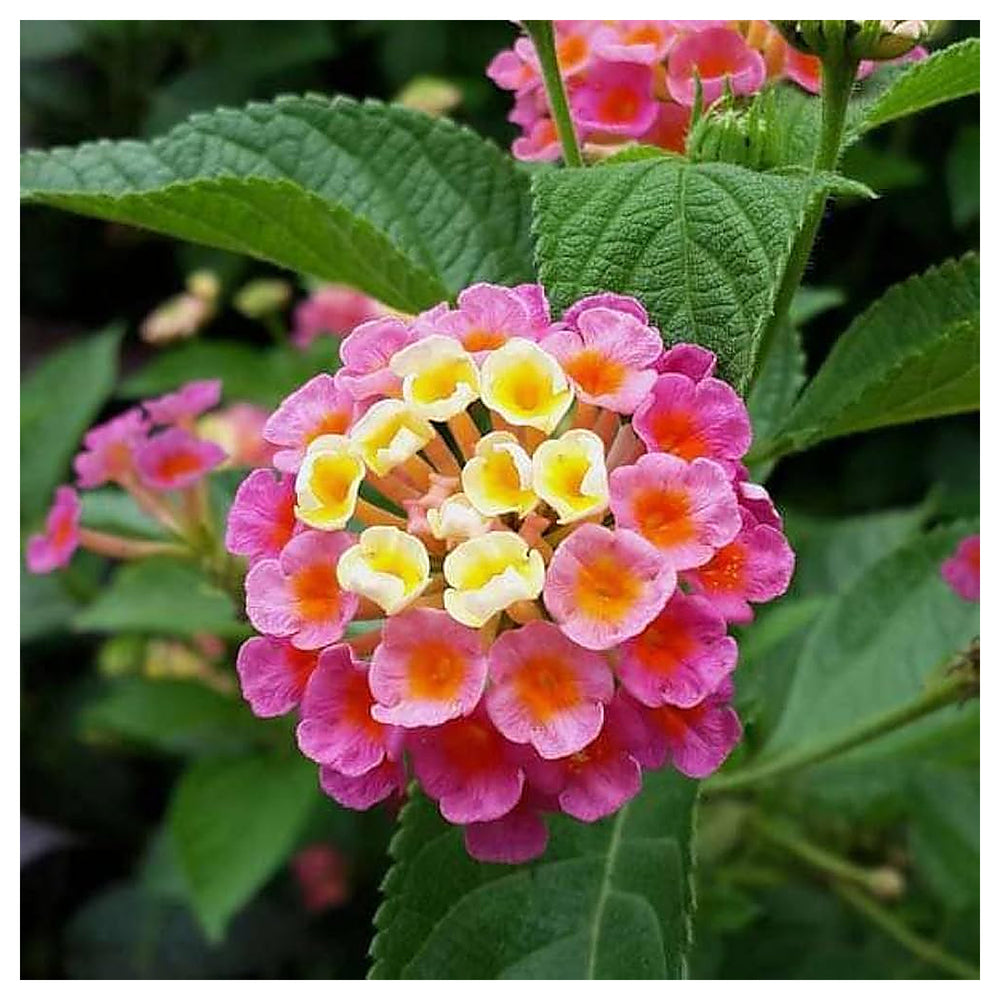 Lantana Camara Flower Seeds – Heirloom Non-GMO Butterfly-Attracting Blooms for Garden Planting | Neera Seeds product photo [neera-v4-6cc6e290f72835d3fe4b]