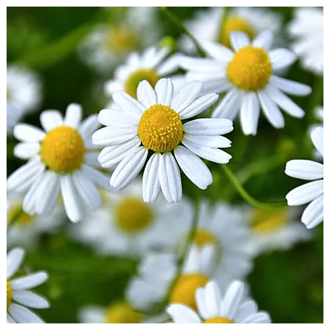 German Chamomile Seeds for Planting – Heirloom, Non-GMO Medicinal Herb for Teas, Pollinators &amp; Aromatic Gardens | Neera Seeds product photo [neera-v4-6cd06d86ae16a9d2bf94]
