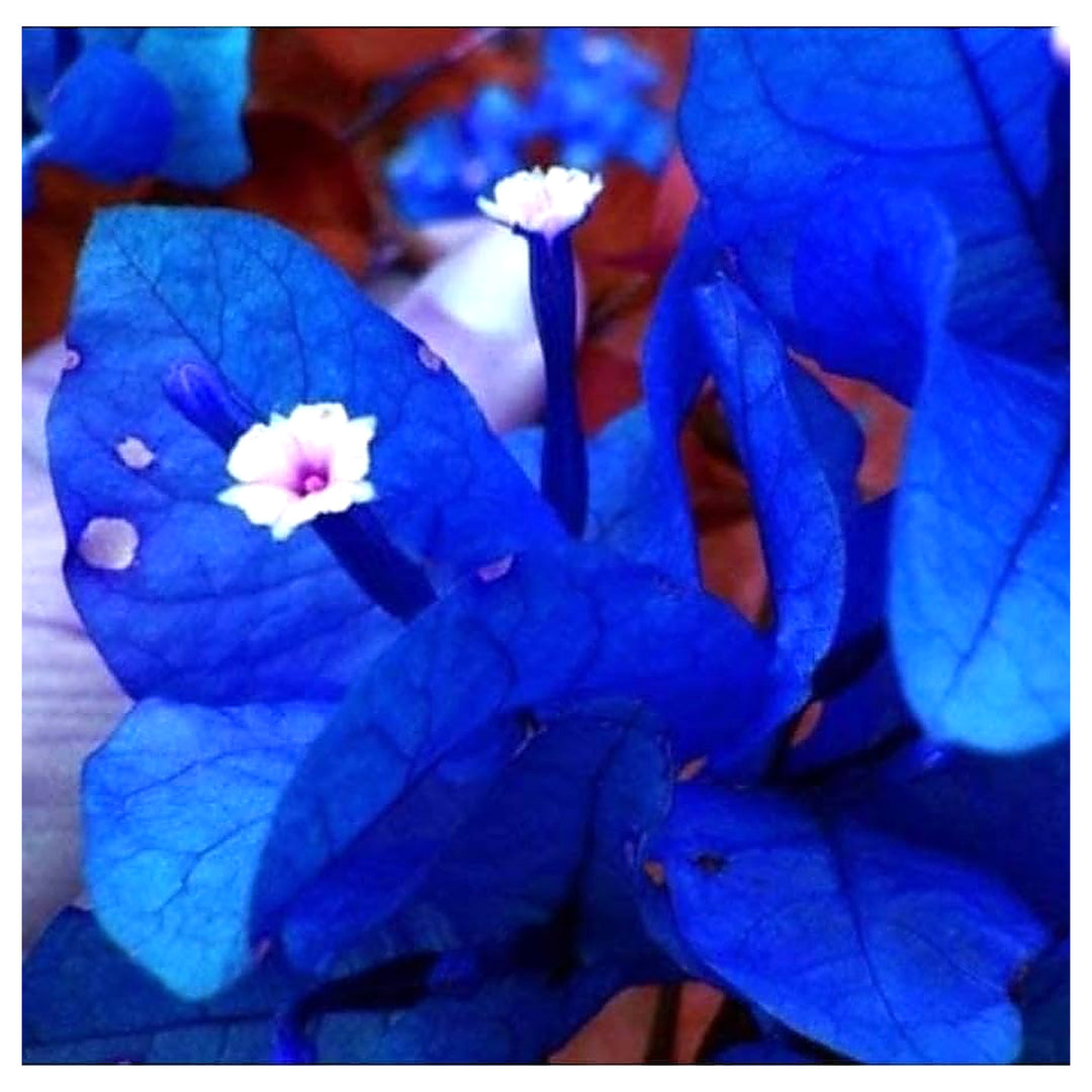 Bougainvillea Spectabilis Flower Garden Plant Flower Seeds for Home Garden Planting, Vibrant | Neera Seeds product photo [neera-v4-6cdb6b20e9908bd98ad5]